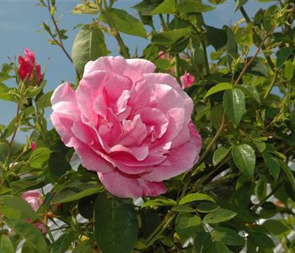 Rosa (Kletterrose) 'Madame Grégoire Staechlin'