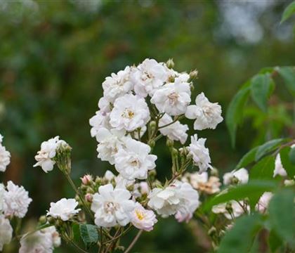 Rosa (Kletterrose) 'Paul's Himalayan Musk'