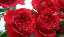 Floribundarose