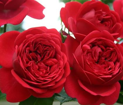 Rosa (Floribundarose) 'Out of Rosenheim'