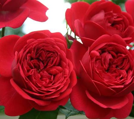 Rosa (Floribundarose) 'Out of Rosenheim' Rosa (Floribundarose) 'Out of Rosenheim'