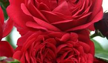 Floribundarose