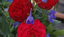 Floribundarose