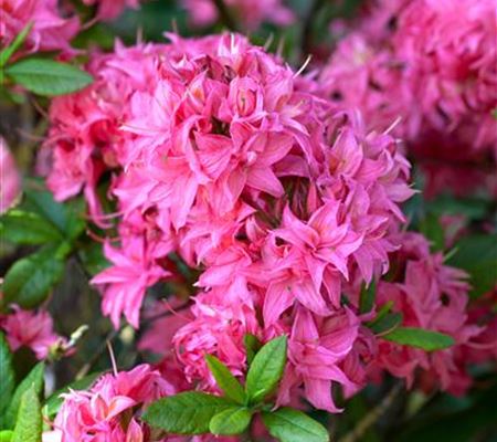 Rhododendron 'Homebush'