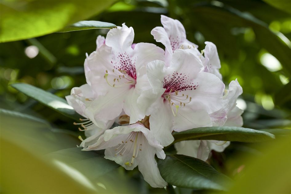 Rhododendron 'Schneewittchen'