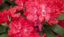 Rhododendron