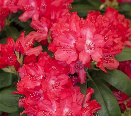 Rhododendron 'Astrid' Rhododendron 'Astrid'
