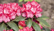 Rhododendron