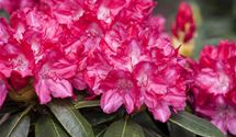 Rhododendron