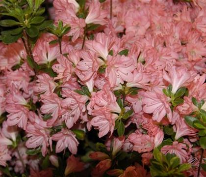 Rhododendron 'Blaauw's Pink' Rhododendron 'Blaauw's Pink'
