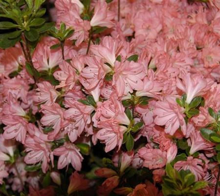 Rhododendron 'Blaauw's Pink' Rhododendron 'Blaauw's Pink'
