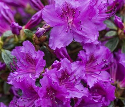 Rhododendron 'Diamant Rosa' Rhododendron 'Diamant Rosa'