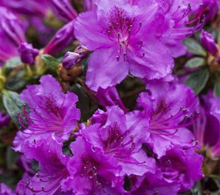 Rhododendron 'Diamant Rosa' Rhododendron 'Diamant Rosa'