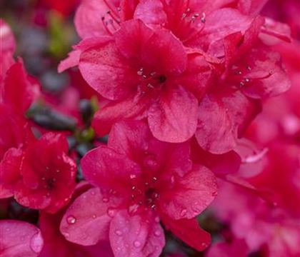 Rhododendron 'Diamant Rot' Rhododendron 'Diamant Rot'