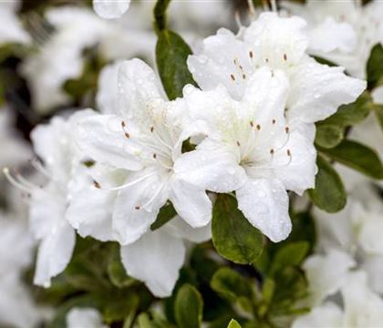 Rhododendron 'Diamant Weiss'