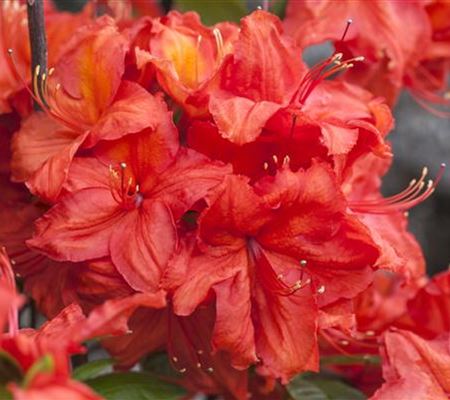 Rhododendron 'Feuerwerk'