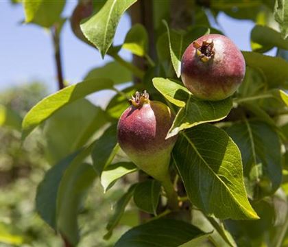 Pyrus (Birne) 'Condora' Pyrus (Birne) 'Condora'