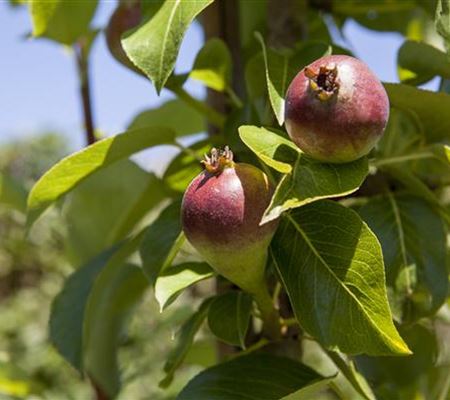 Pyrus (Birne) 'Condora'