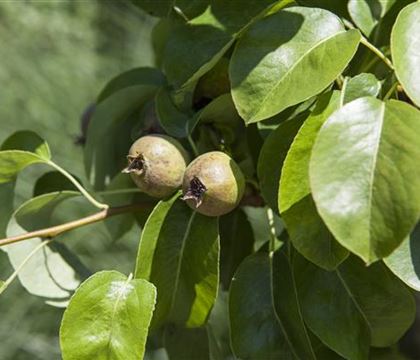 Pyrus (Birne) 'Decora' Pyrus (Birne) 'Decora'