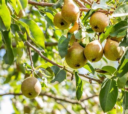 Pyrus 'Gute Luise von Avranches'