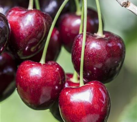 Prunus 'Kordia'