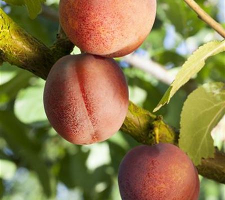 Prunus 'Bergeron' Prunus 'Bergeron'