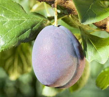 Prunus 'Fellenberg' Prunus 'Fellenberg'