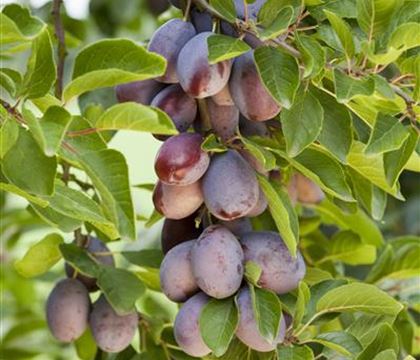 Prunus 'Fruca' Prunus 'Fruca'