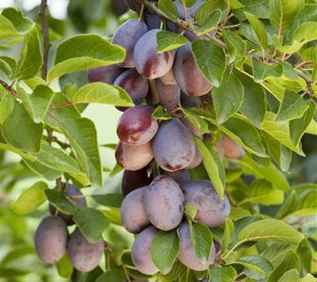 Prunus 'Fruca' Prunus 'Fruca'