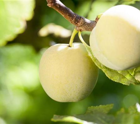 Prunus 'Grosse Grüne Reineclaude'