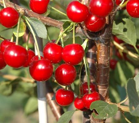 Prunus 'Hallauer Aemli'