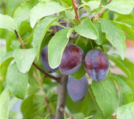 Prunus 'Hanita' Prunus 'Hanita'