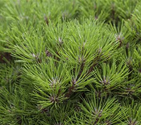 Pinus 'Marie Brégeon' Pinus 'Marie Brégeon'