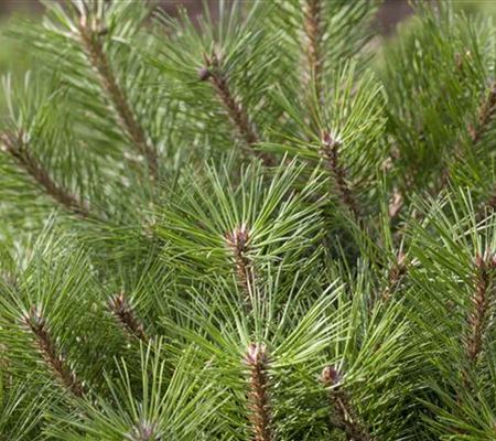 Pinus nigra 'Pierrick Brégeon'