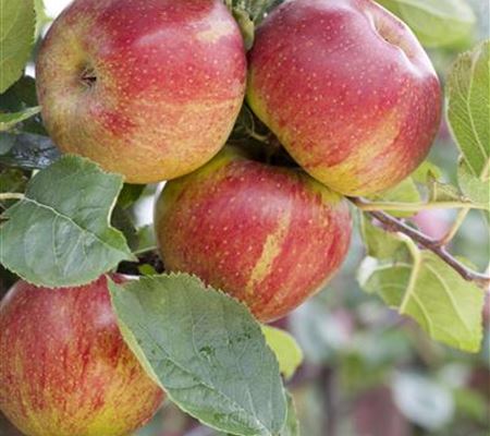 Malus 'Boskoop'