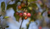 Zierapfel