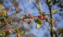 Zierapfel