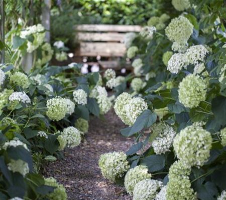 Schattengarten – Tipps zur Gestaltung Schattengarten – Tipps zur Gestaltung