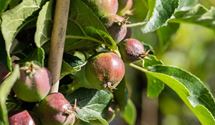 Säulenapfel