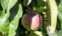 Säulenapfel