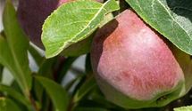 Säulenapfel