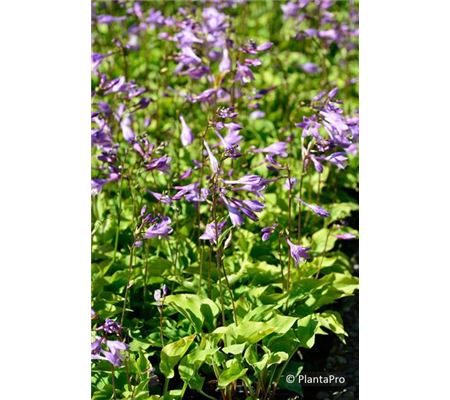 Hosta minor Hosta minor