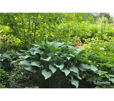 Hosta nigrescens 'Krossa Regal' Hosta nigrescens 'Krossa Regal'