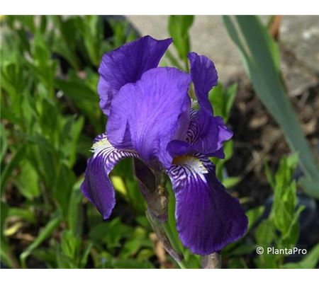 Iris (Germanica-Gruppe) 'Black Knight' Iris (Germanica-Gruppe) 'Black Knight'