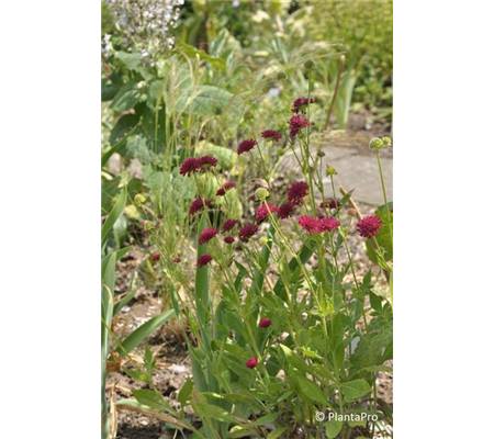 Knautia macedonica 'Mars Midget'