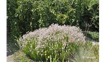 Lavendel
