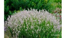 Lavendel