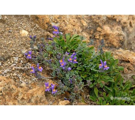 Linaria alpina Linaria alpina
