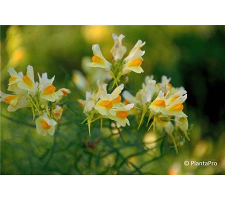 Linaria vulgaris Linaria vulgaris