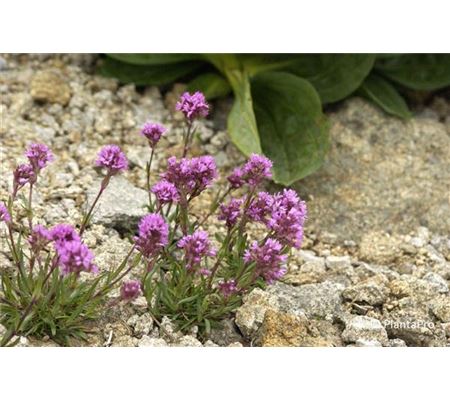 Lychnis alpina Lychnis alpina